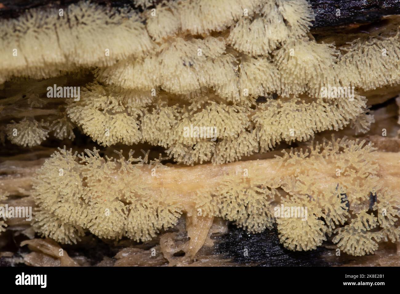 Antler-shaped slime mould grey fruiting body with many branches on tree trunk Stock Photo