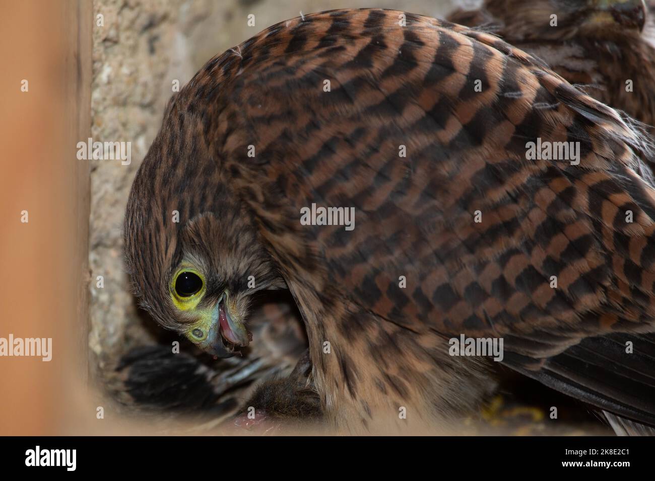 Kestrel young bird eating mouse in nest in church tower sitting looking