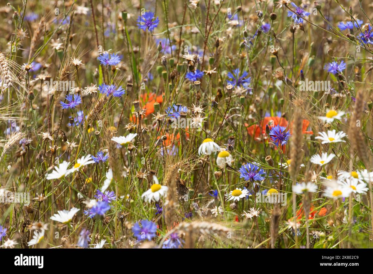 Field of blue, red and white-yellow wild herbs between cereal stalks Stock Photo