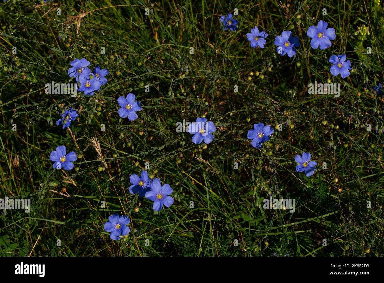 Persistent flax many blue flowers next to each other Stock Photo