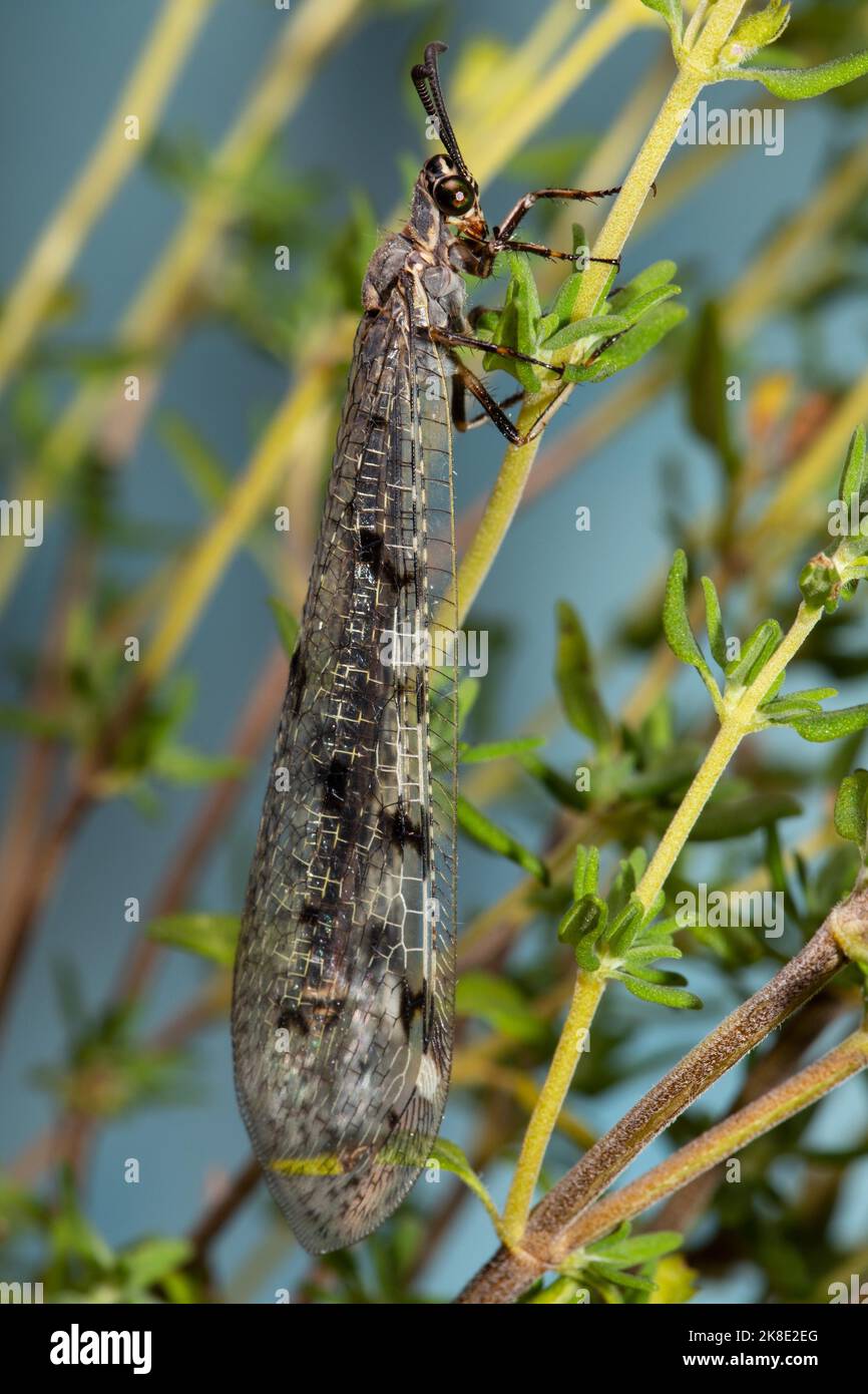 Spotted Ant Damselfly with closed wings hanging on green stalks seen on ...