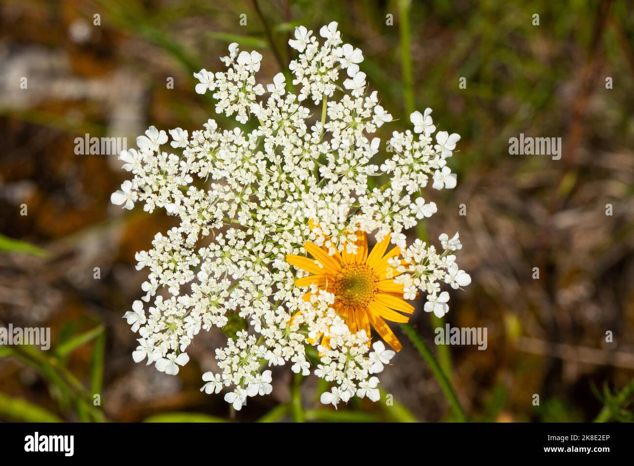 Flower meadow white and yellow inflorescence Stock Photo