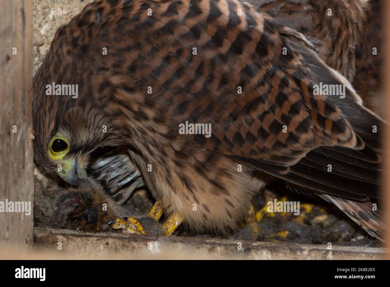 Kestrel young bird eating mouse in nest in church tower sitting looking