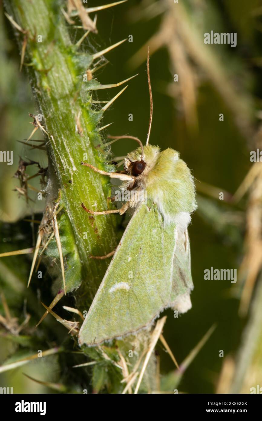 Green owl moth with closed wings hanging on green stalk seen left Stock Photo