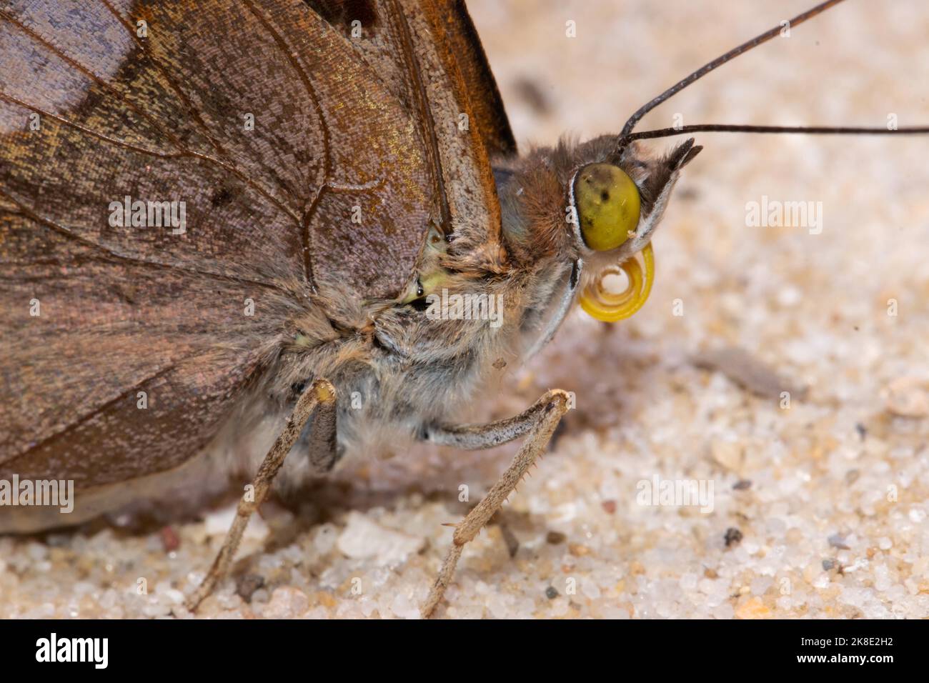 Small Schiller butterfly head portrait with curled proboscis looking right Stock Photo