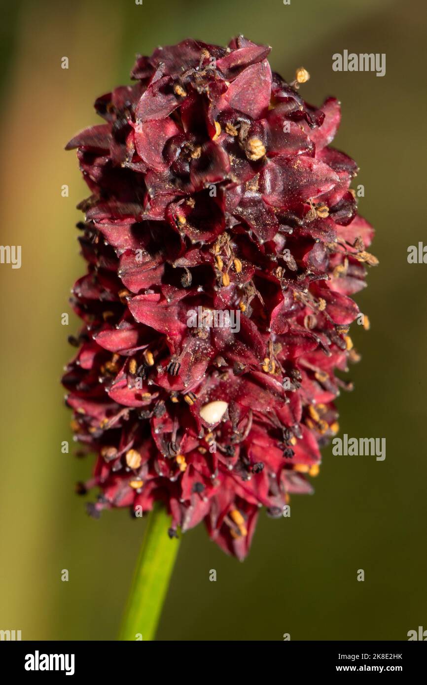 Greater meadow-head red-brown inflorescence Stock Photo