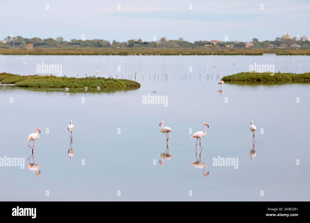 Flamingos Italy Emilia Romagna Hi res Stock Photography And Images Alamy
