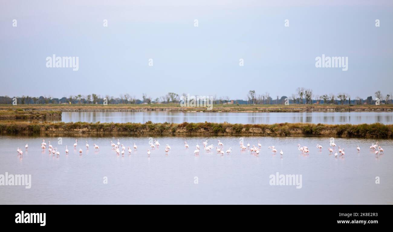 Flamingos Phoenicopteridae In The Comacchio Lagoon Comacchio Emilia 
