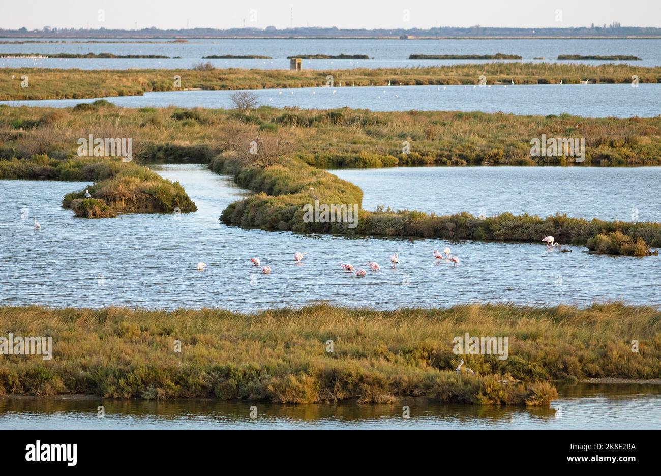 Flamingos Phoenicopteridae In The Comacchio Lagoon Comacchio Emilia 