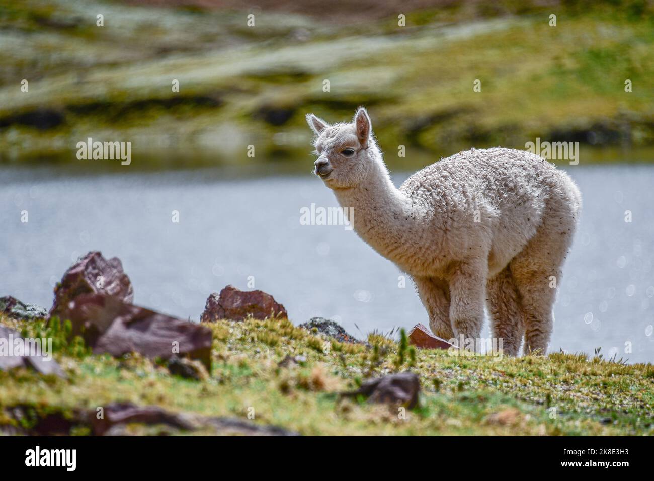 Young alpaca (Vicugna pacos) in a meadow, Andes, Ollantaytambo, Urubamba Valley, near Cusco, Peru, South America Stock Photo