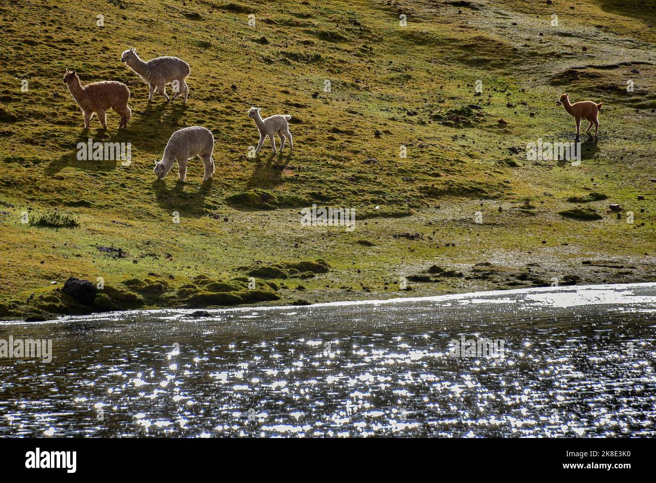 Alpacas (Vicugna pacos) grazing by a sparkling lake, Andes, near Cusco, Peru, South America Stock Photo