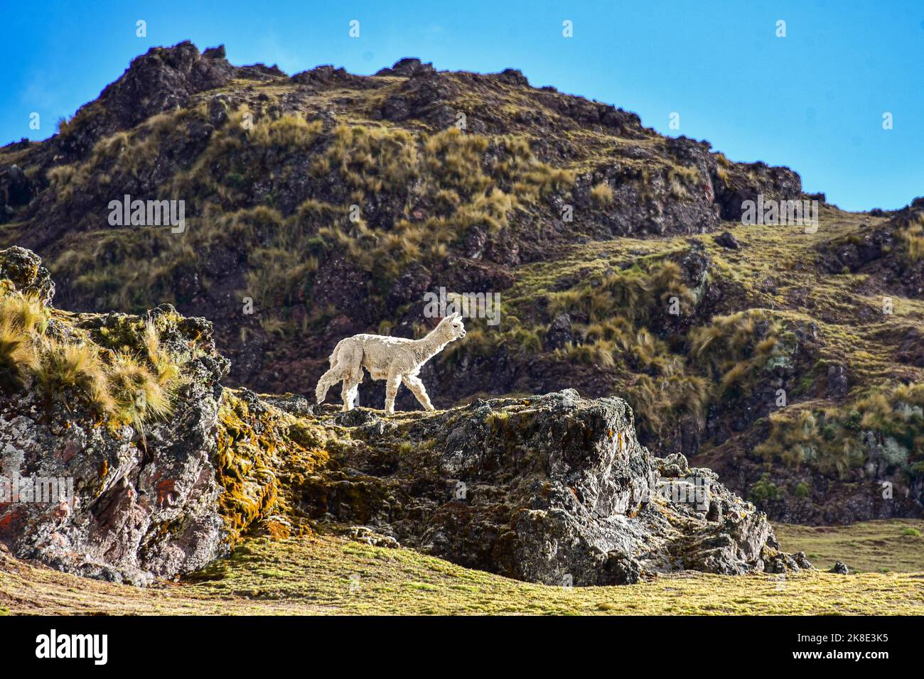 Alpaca (Vicugna pacos) on a rocky outcrop, Andes, near Cusco, Peru, South America Stock Photo