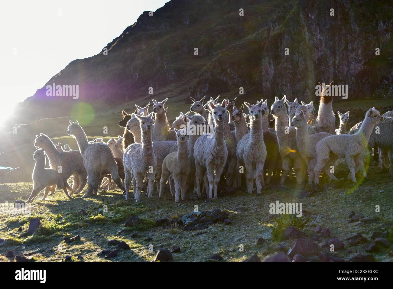 Group of alpacas (Vicugna pacos) in front of a mountain in the morning light, Andes, near Cusco, Peru, South America Stock Photo
