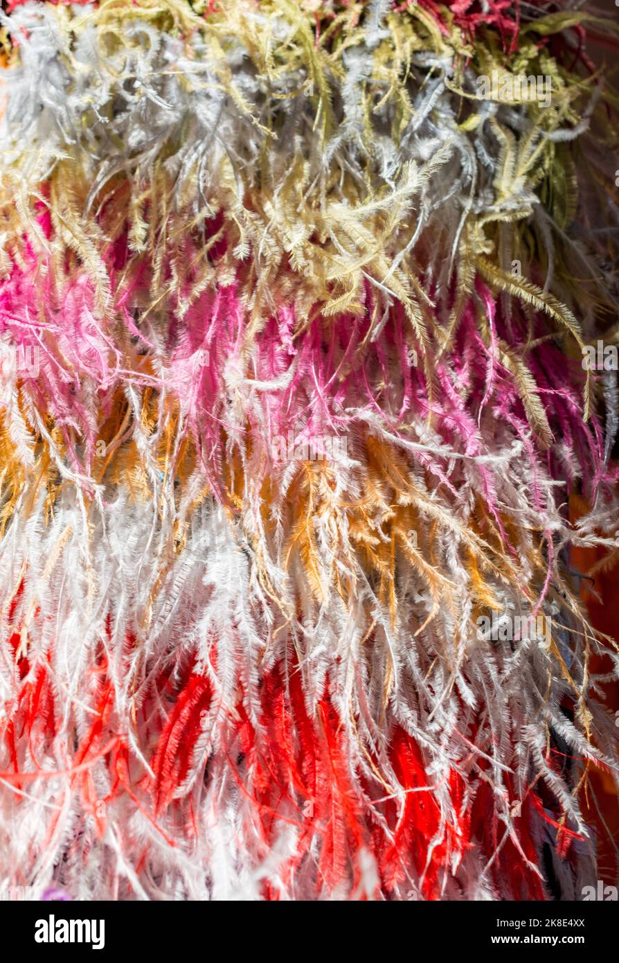 Collection of colored decorative feathers placed on white background