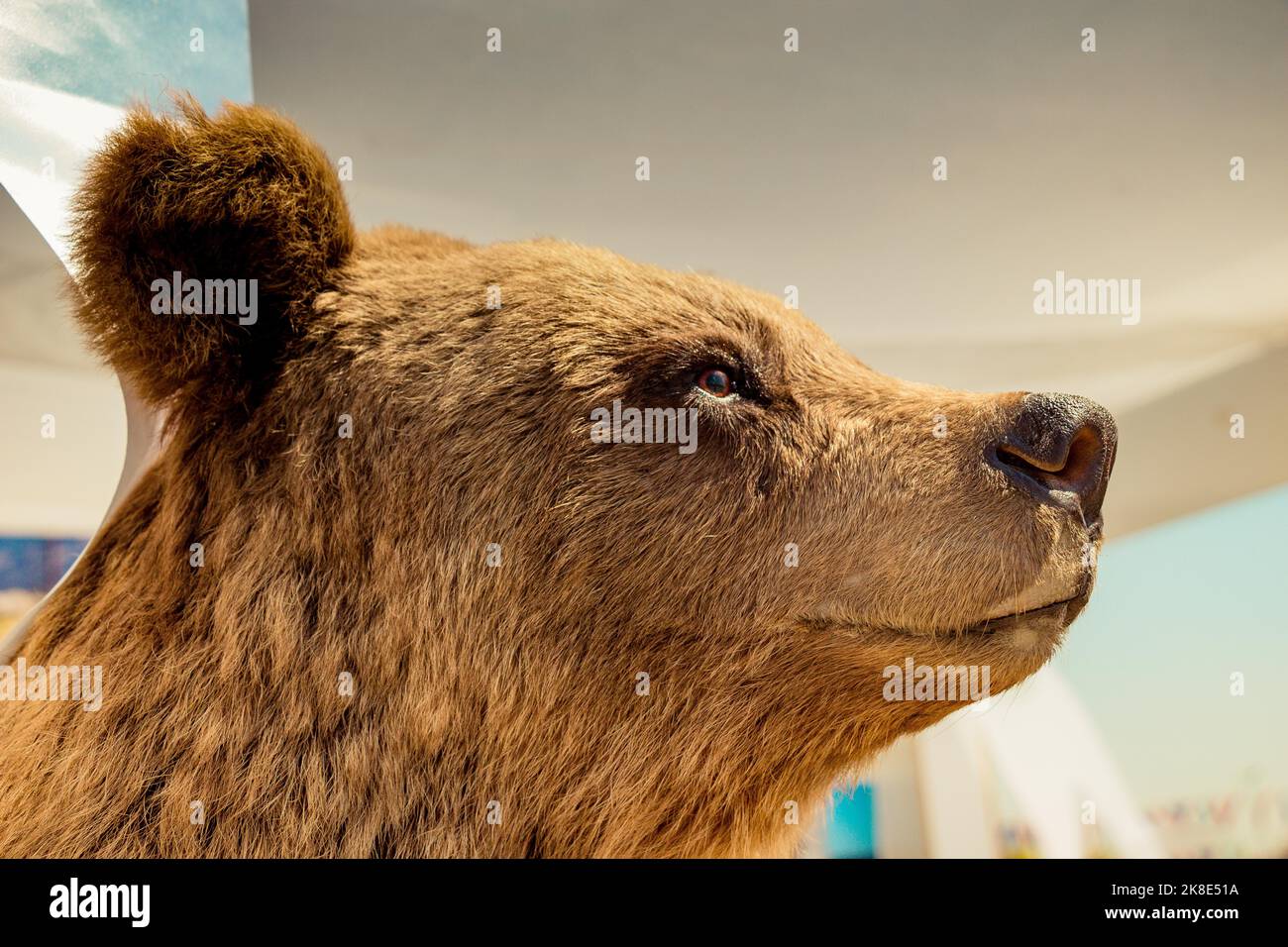 Head of a stuffed big brown bear as wild animal Stock Photo