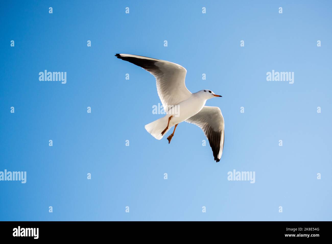 Single seagull flying in a blue sky background Stock Photo - Alamy