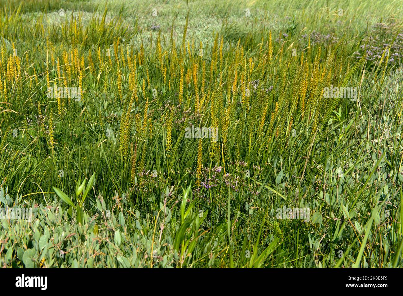 Salt marsh vegetation with sea arrowgrass (Triglochin maritima), Schleswig-Holstein Wadden Sea National Park, Westerhever, Schleswig-Holstein, Germany Stock Photo