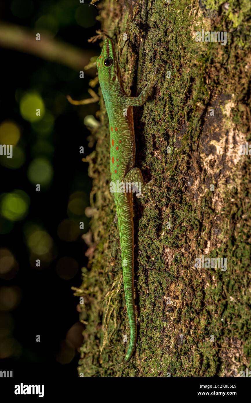 Day Gecko Phelsuma Guttata Marojejy Madagascar Stock Photo Alamy