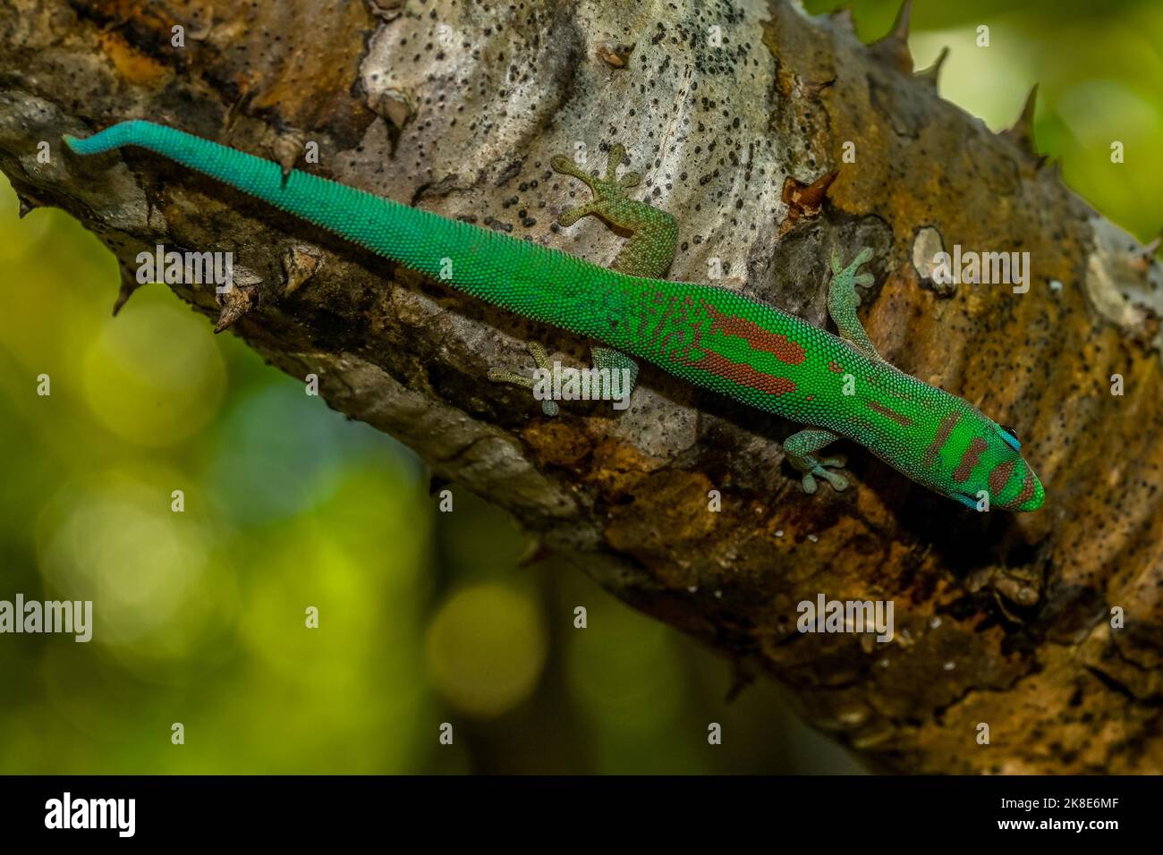 Roesler's day gecko (Phelsuma roeslersi), Tsingy de Ankarana, Madagascar Stock Photo
