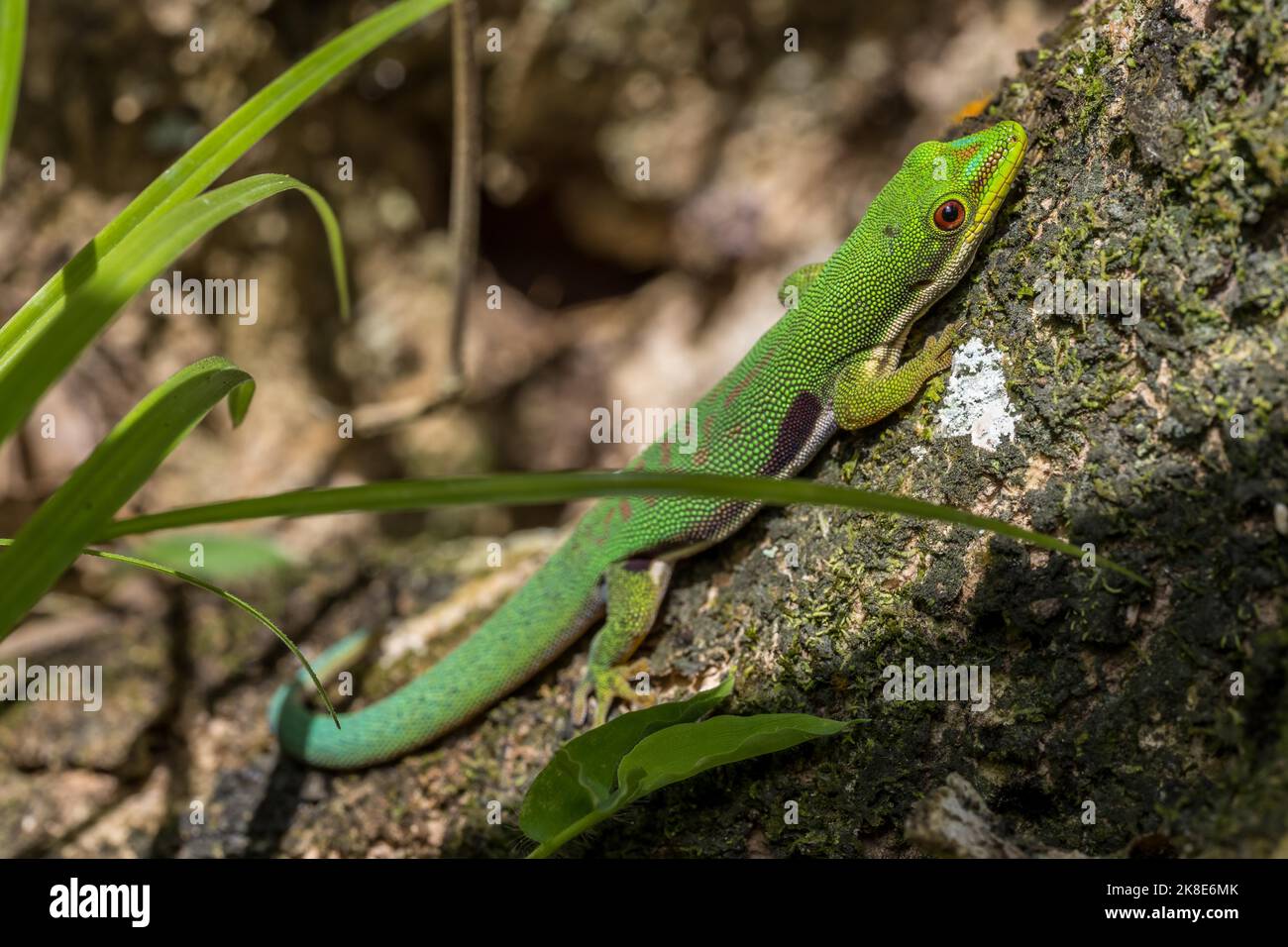 Striped day gecko (Phelsuma dorsivittata), Montagne d Ambre, Madagascar Stock Photo