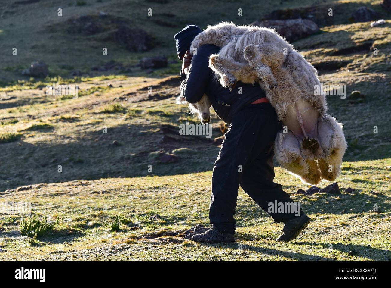 Indians carrying an alpaca (Vicugna pacos) for slaughter, Andes, near Cusco, Peru, South America Stock Photo
