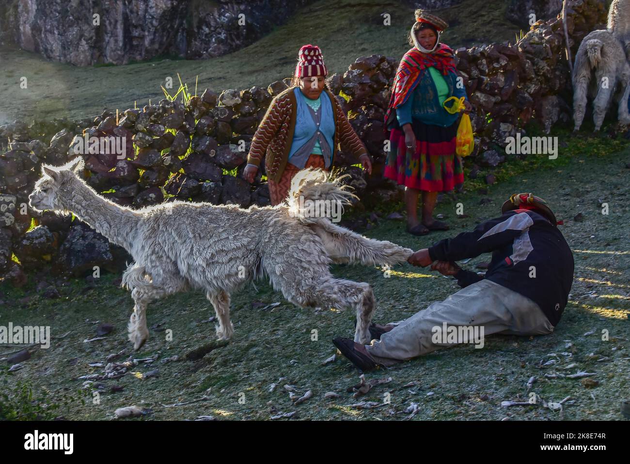 Indians catching an alpaca (Vicugna pacos) for slaughter, Andes, near Cusco, Peru, South America Stock Photo