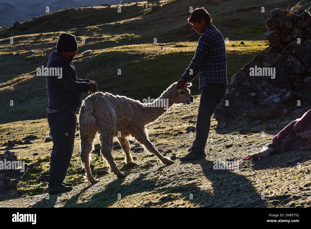 Indians holding an alpaca (Vicugna pacos) for slaughter, Andes, near Cusco, Peru, South America Stock Photo