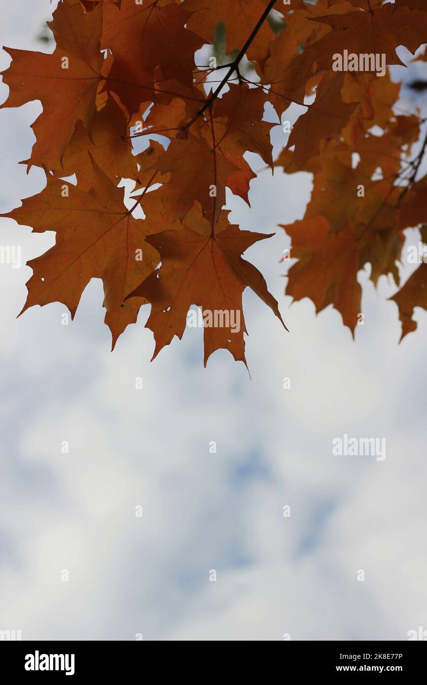Bright red maple leaves bursting with the fall colors Stock Photo - Alamy