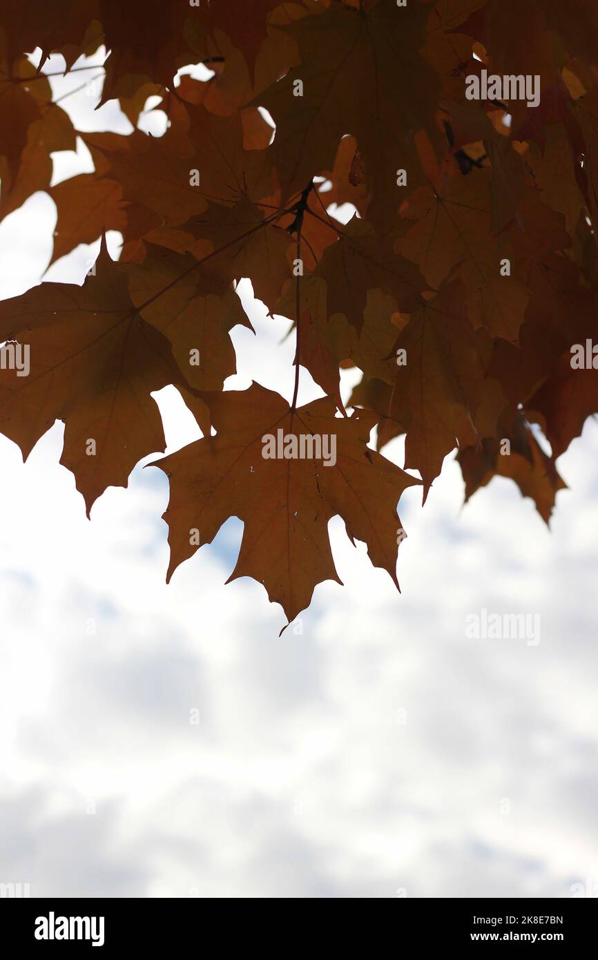 Bright red maple leaves bursting with the fall colors Stock Photo - Alamy