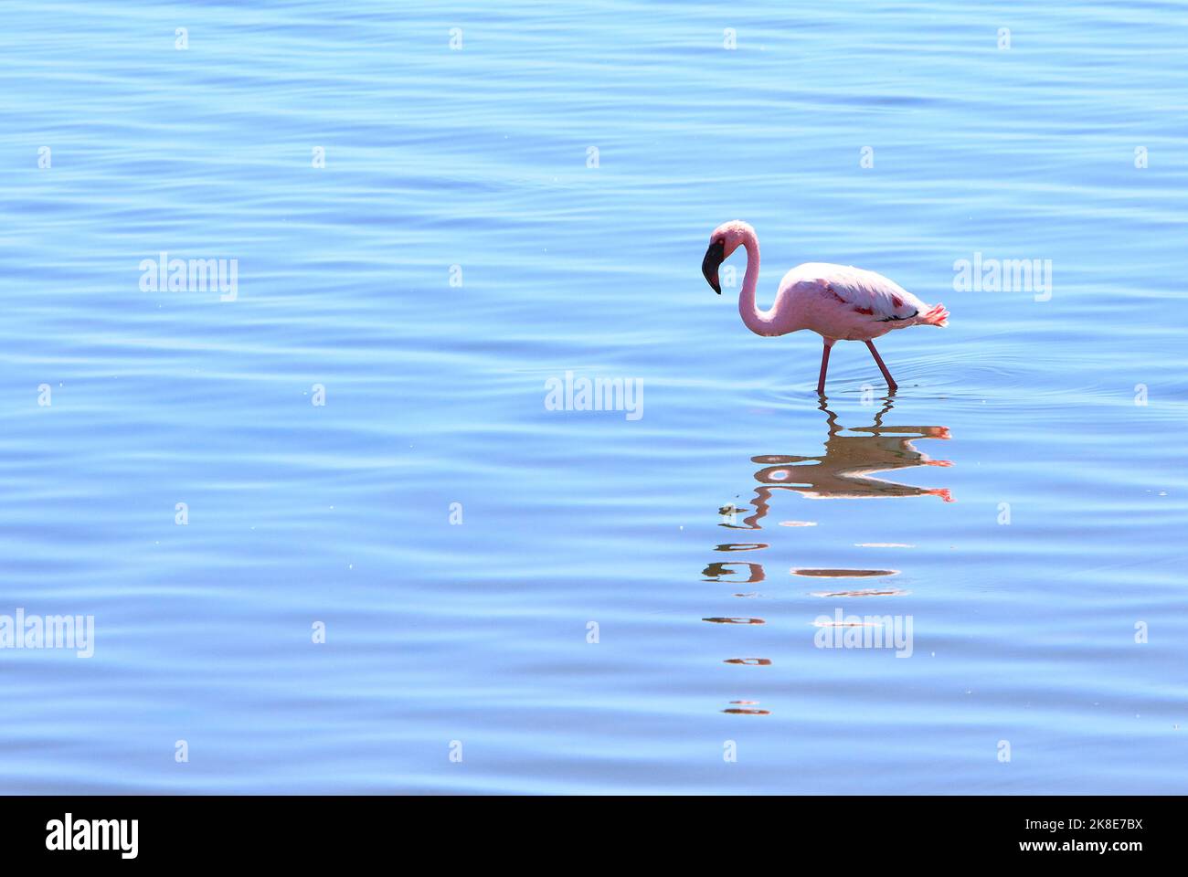Wild Greater Flamingo Standing in a clear blue lagoon in Walvis Bay, Namibia Stock Photo
