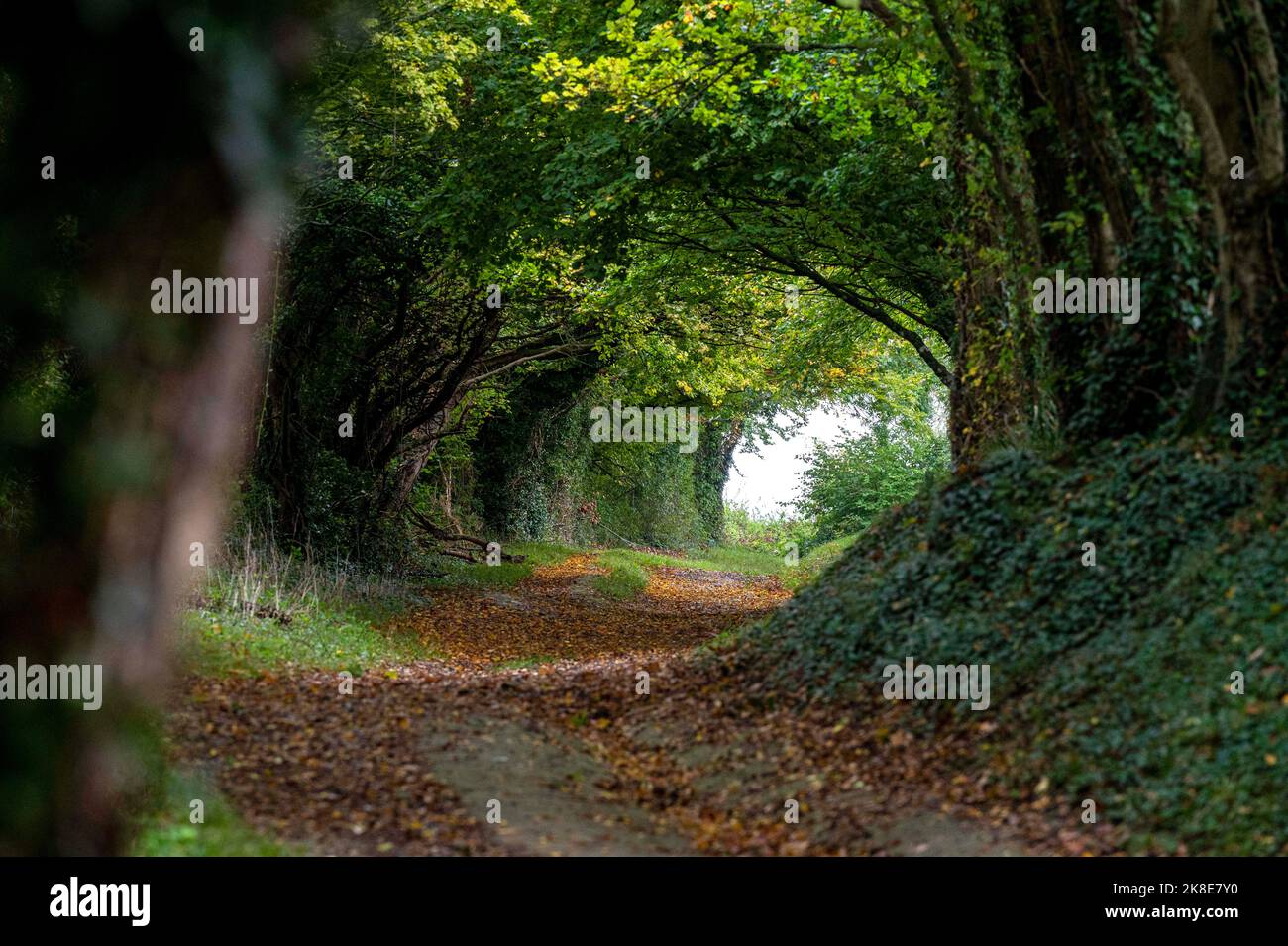 The famous archway of trees on the old Roman Road at Halnaker in Autumn on the South Downs near Chichester West Sussex England UK  Photograph taken by Stock Photo