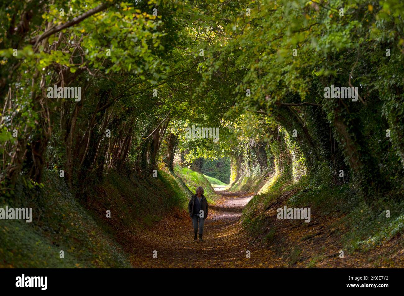 The famous archway of trees on the old Roman Road at Halnaker in Autumn on the South Downs near Chichester West Sussex England UK  Photograph taken by Stock Photo