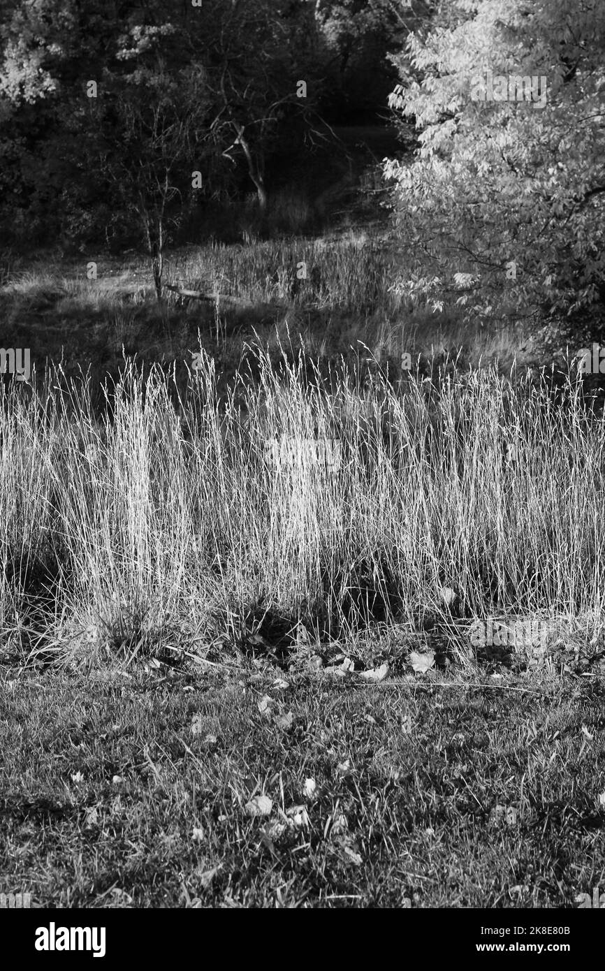 Wild grasses growing in the autumn meadow in a black and white monochrome. Stock Photo