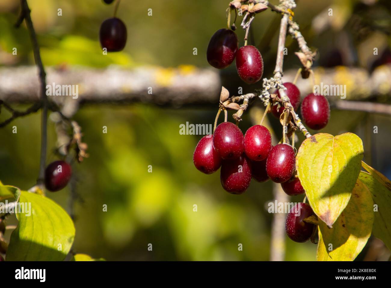Close up of red and ripe cornelian cherry, also called Cornus mas Stock Photo