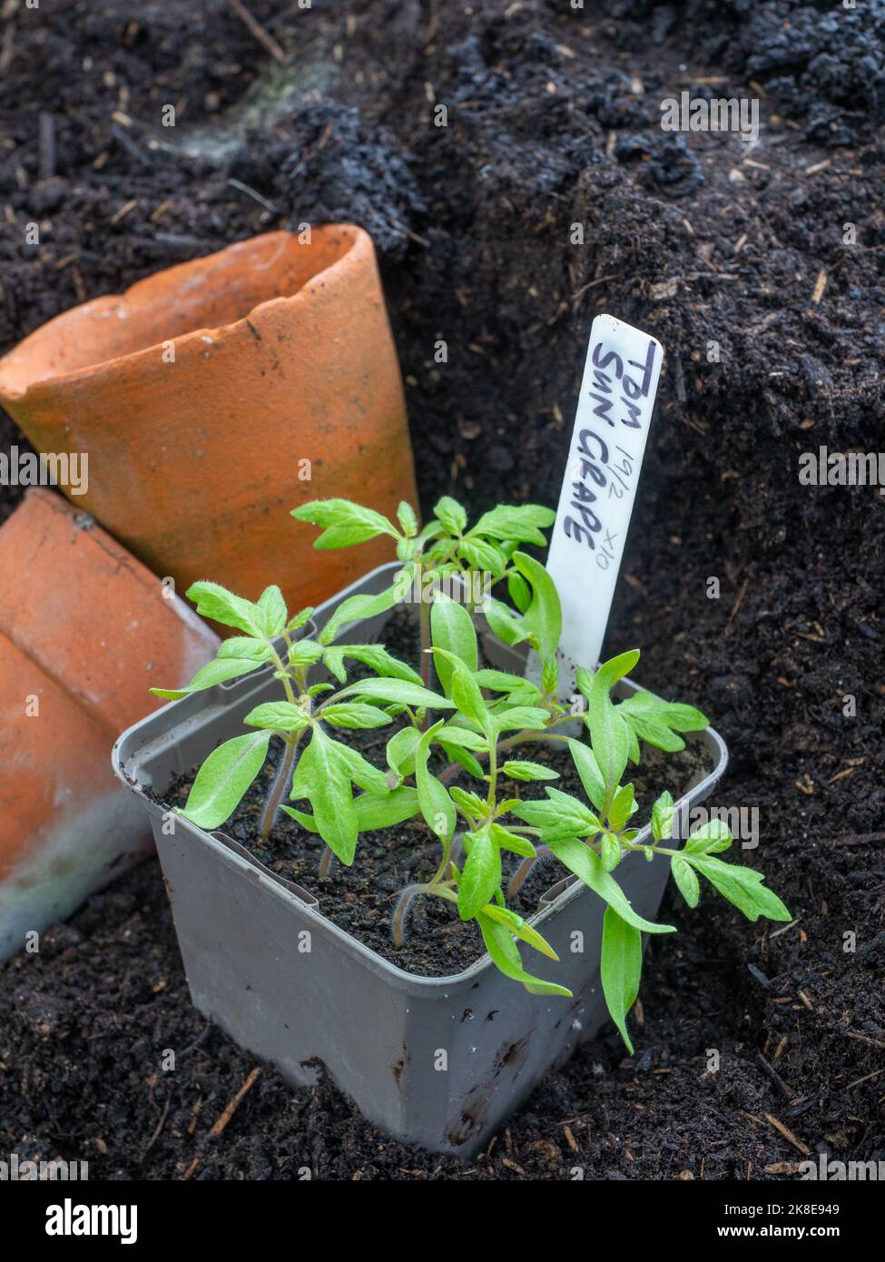 Tomato seedlings in pots Stock Photo Alamy