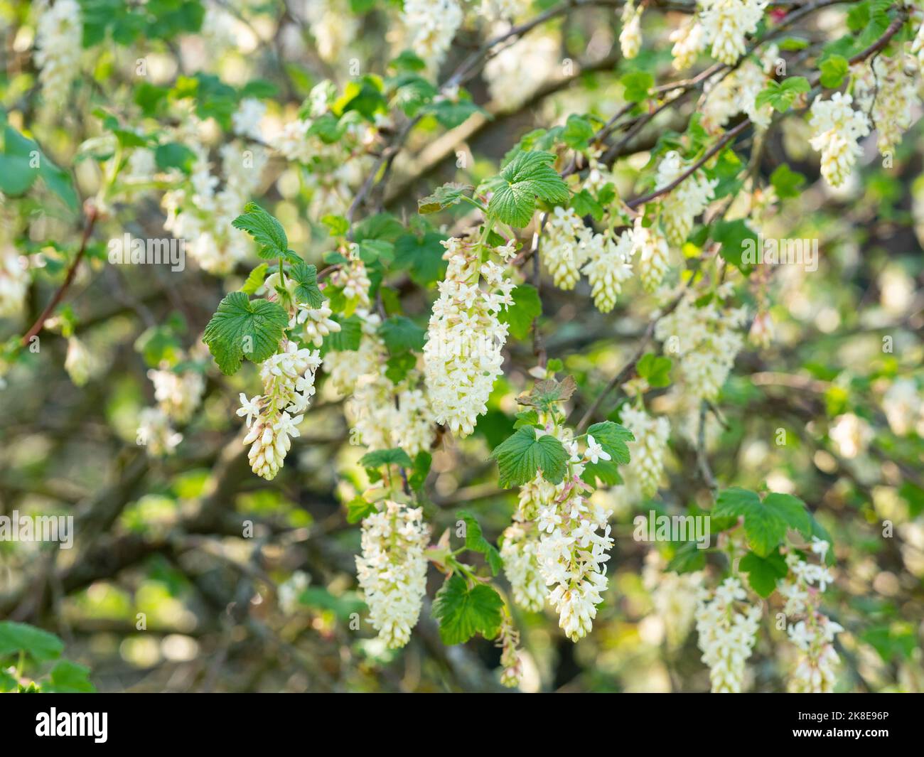 Ribes Sanguineum 'Tydeman's White', flowering currant Stock Photo