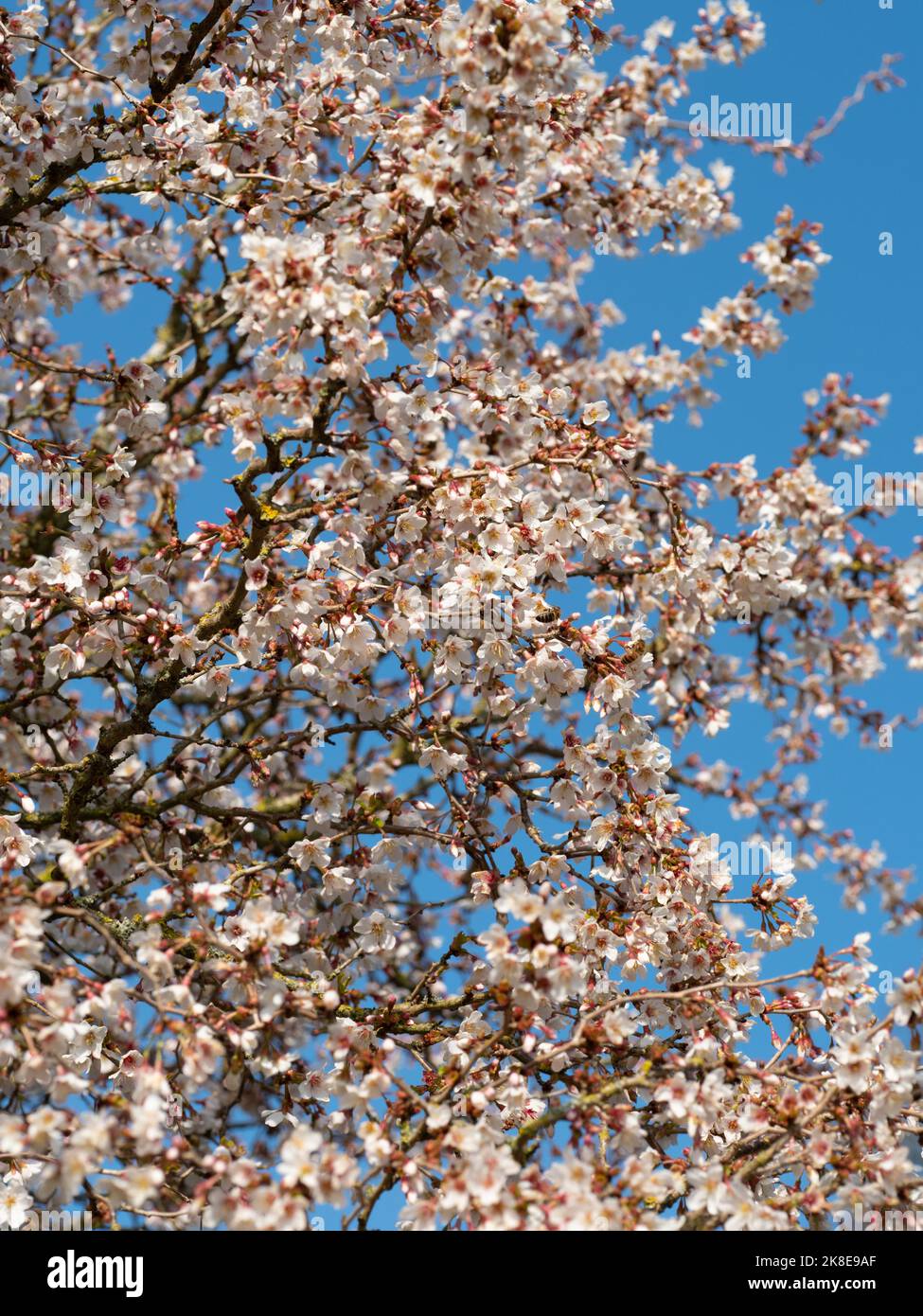 Prunus incisa 'Kojo-no-mai' Stock Photo
