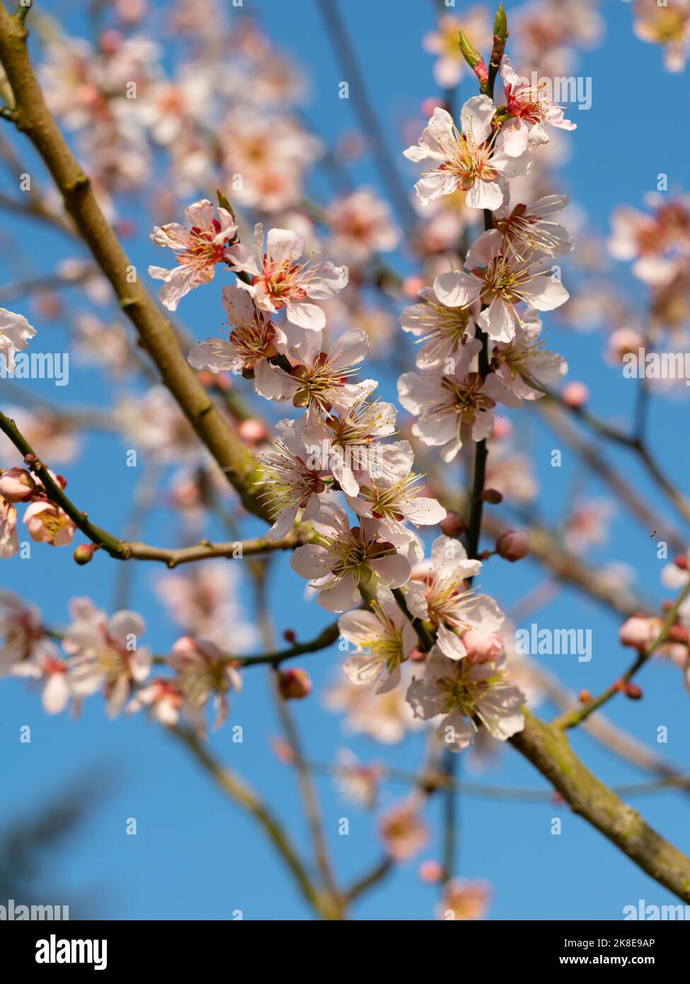 Prunus mume 'Omoi-no-mama' Tree Flowering Japanese Apricot Tree Stock Photo