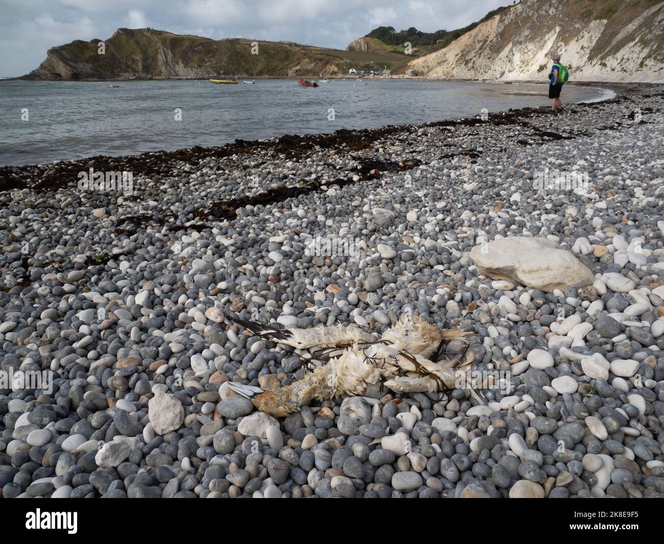 Dead gannet on beach Stock Photo