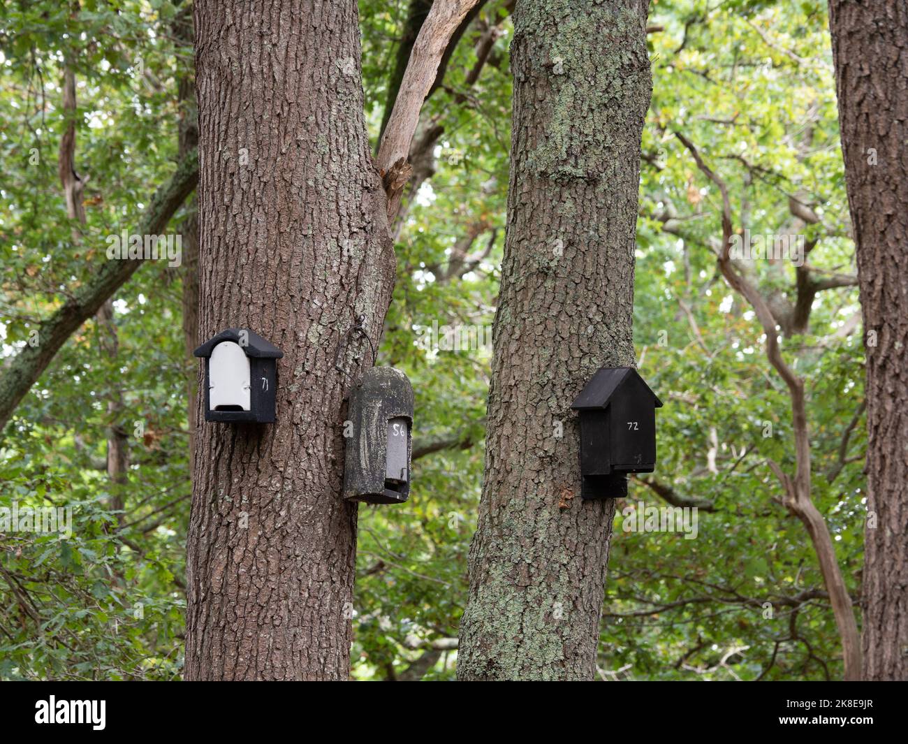 Numbered bird boxes on trees Stock Photo