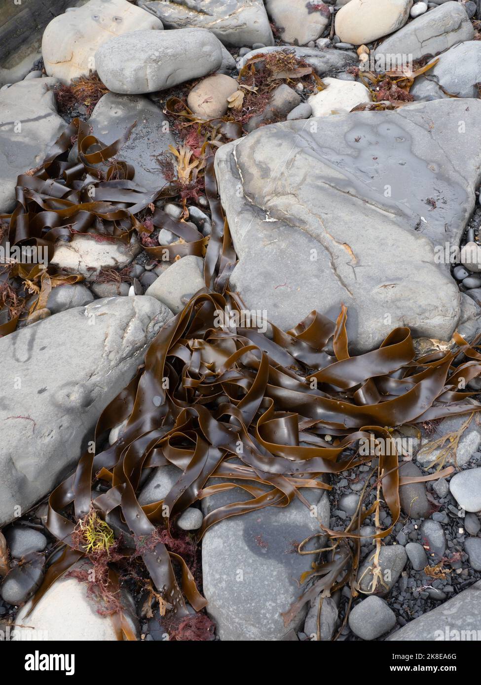 Wrack and seaweed on tideline Kimmeridge Bay, dorset Stock Photo