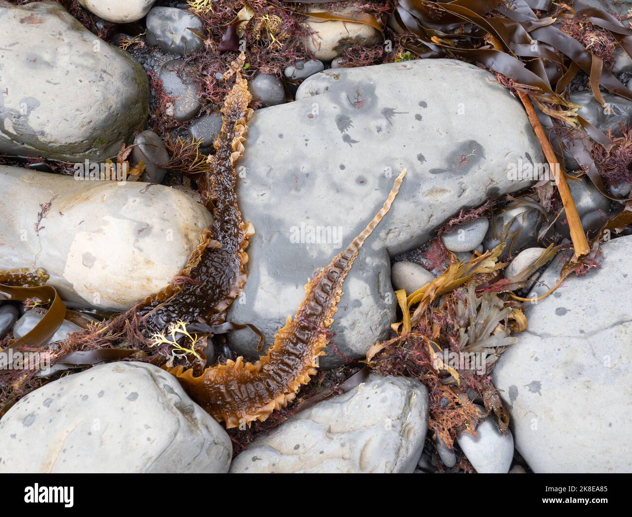 Ammonite fossile and seaweed, Kimmeridge Bay Stock Photo Alamy