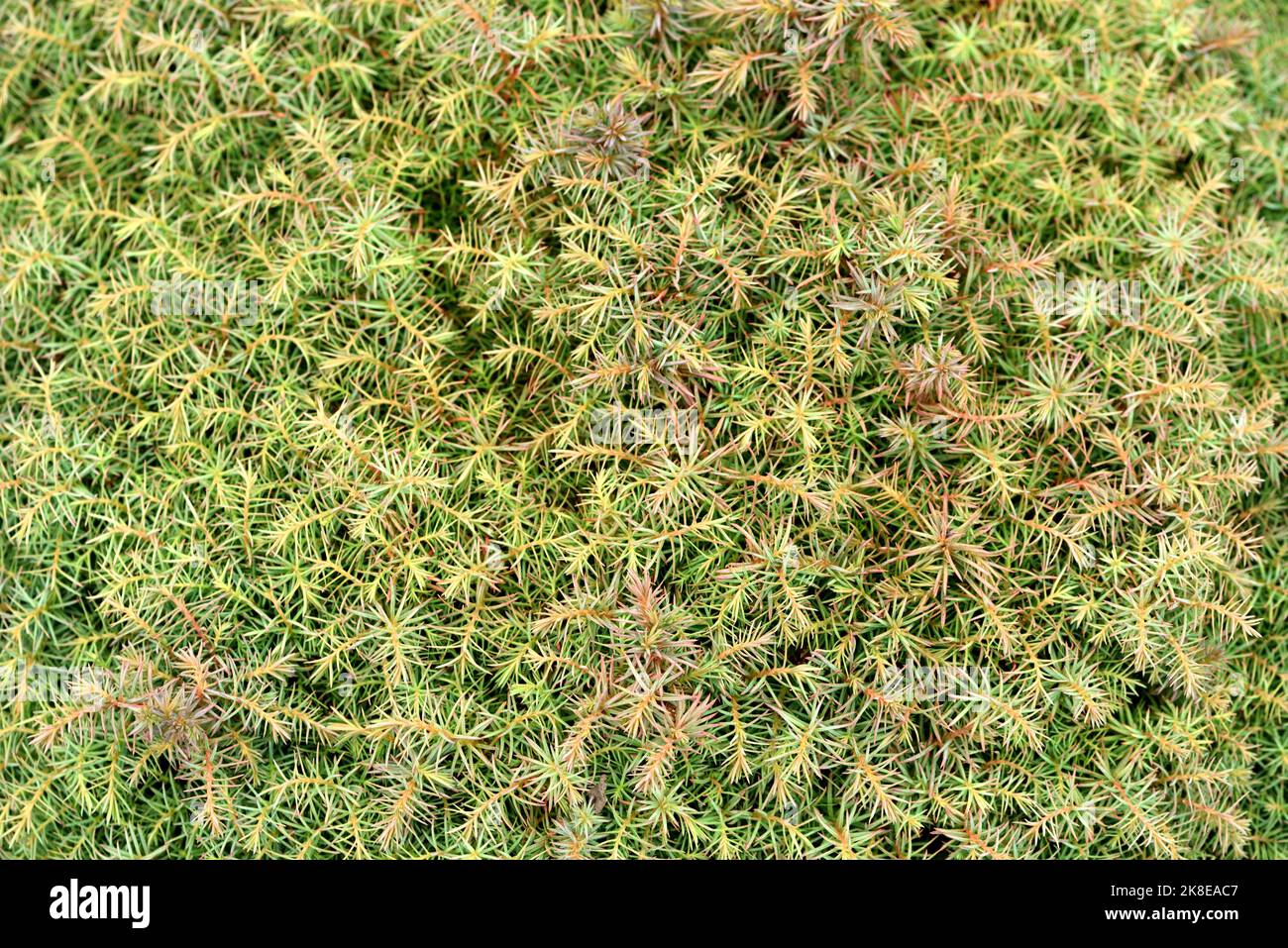 Closeup of the foliage of cryptomeria japonica Mushroom. Stock Photo