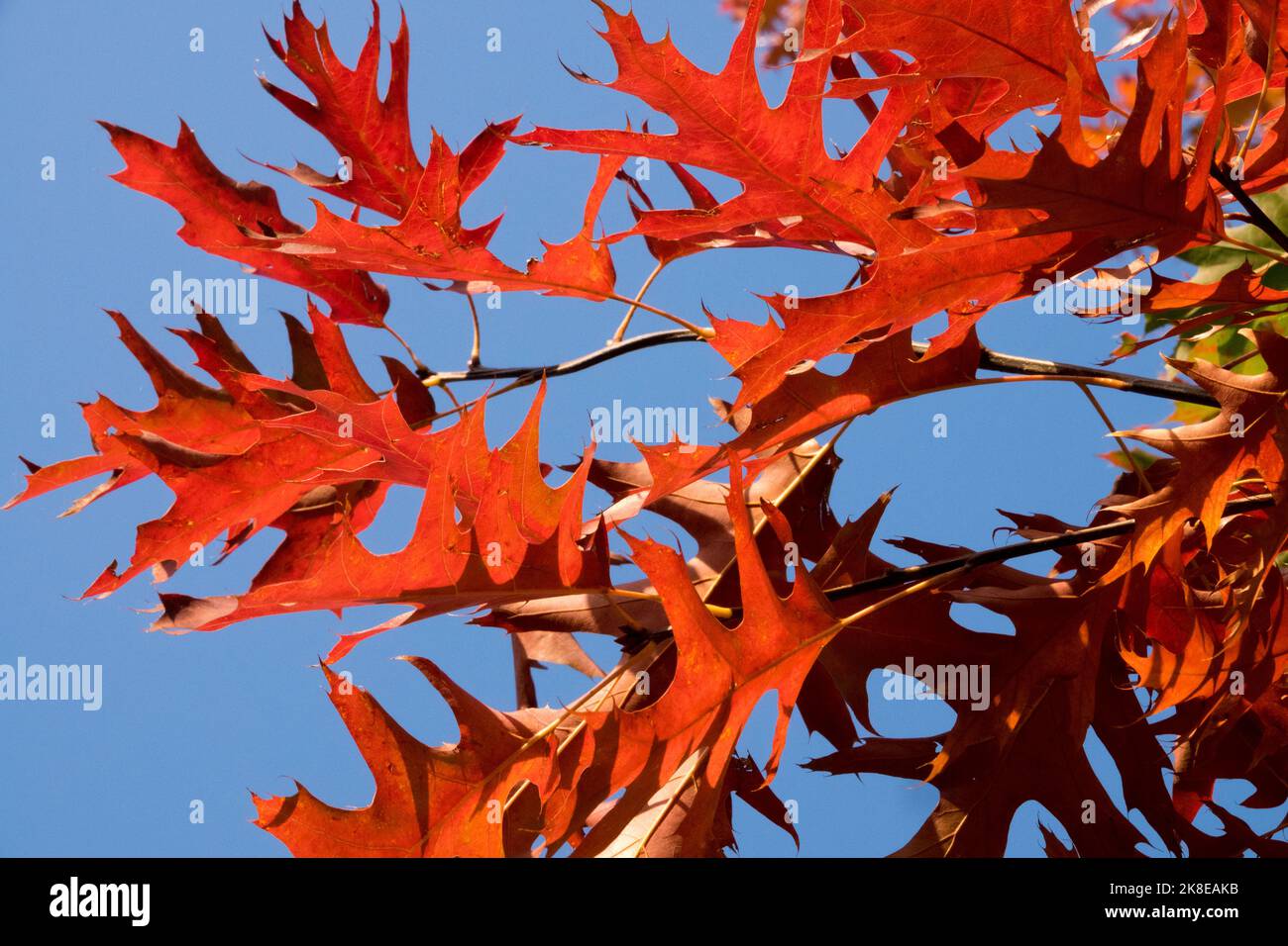 Pin oak leaves autumn Red, Quercus palustris, Oak, Foliage Stock Photo