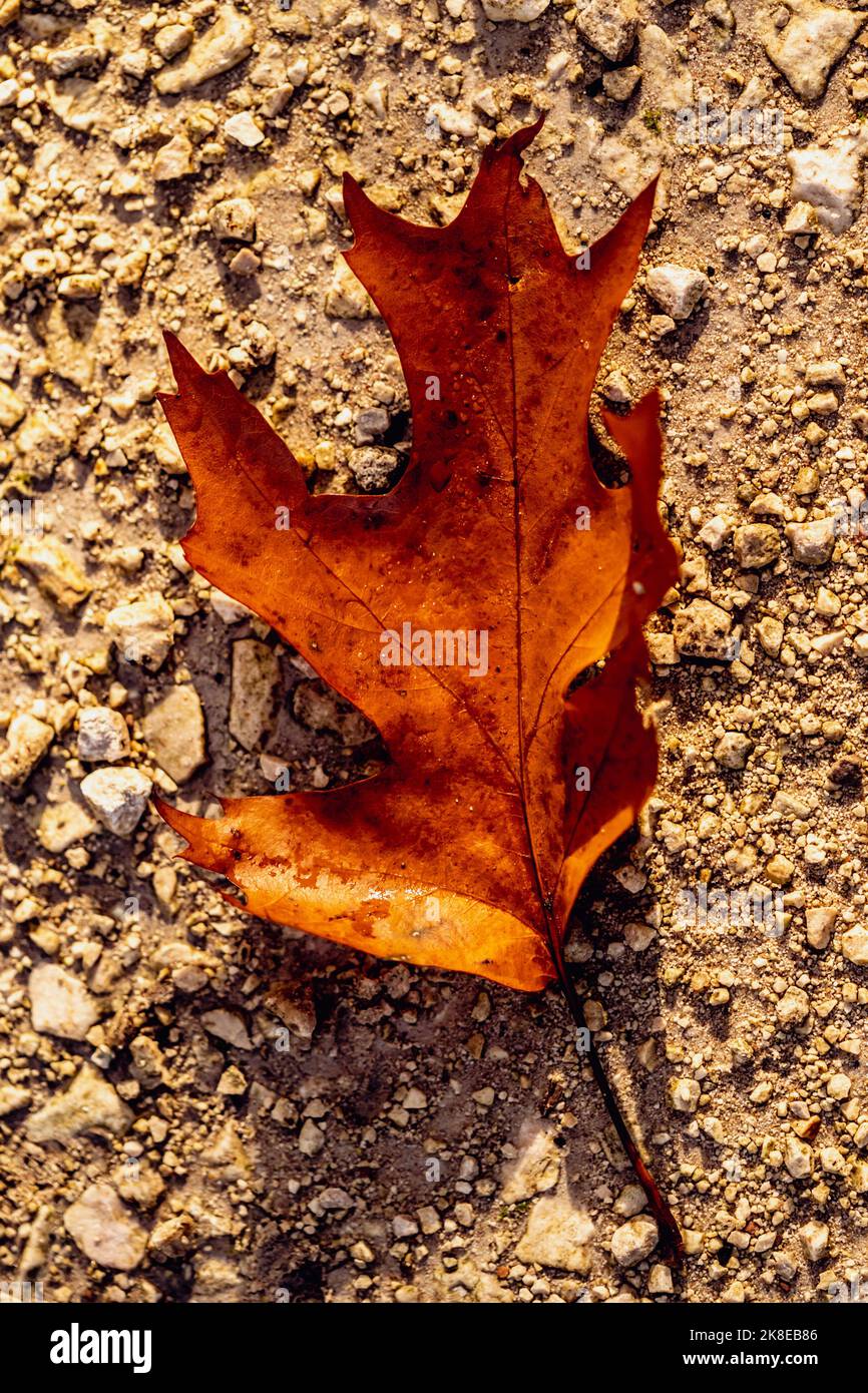 Land art fall leaf hires stock