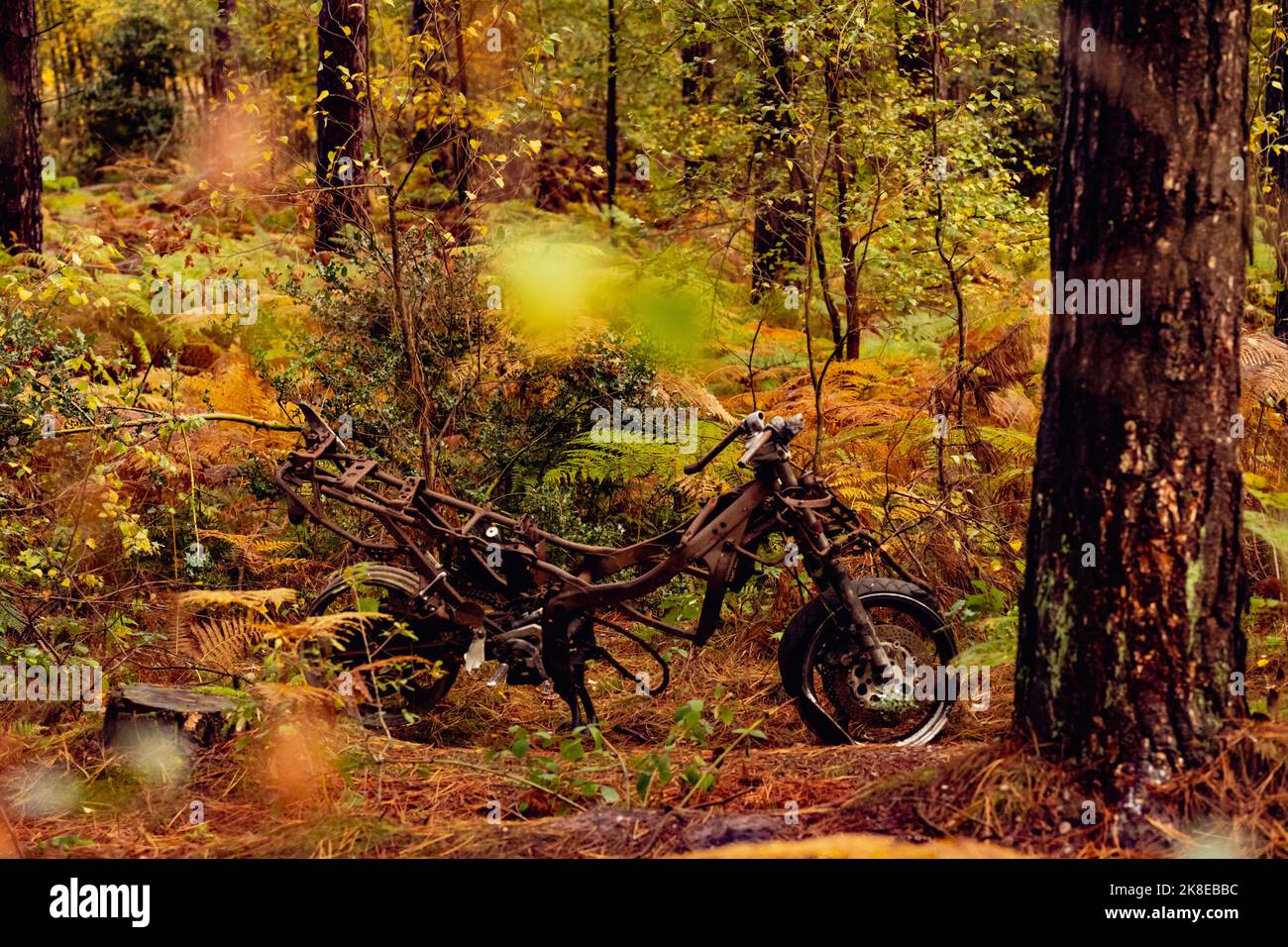 Abandoned Motorbike in a Forest Stock Photo