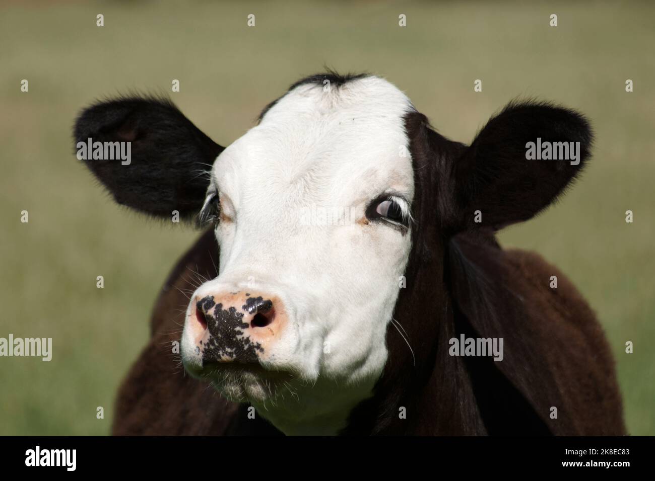 Portrait of a young black cow with white head. It's looking at the camera from the corner of its eye. It is probably an old Dutch breed called blaarko Stock Photo