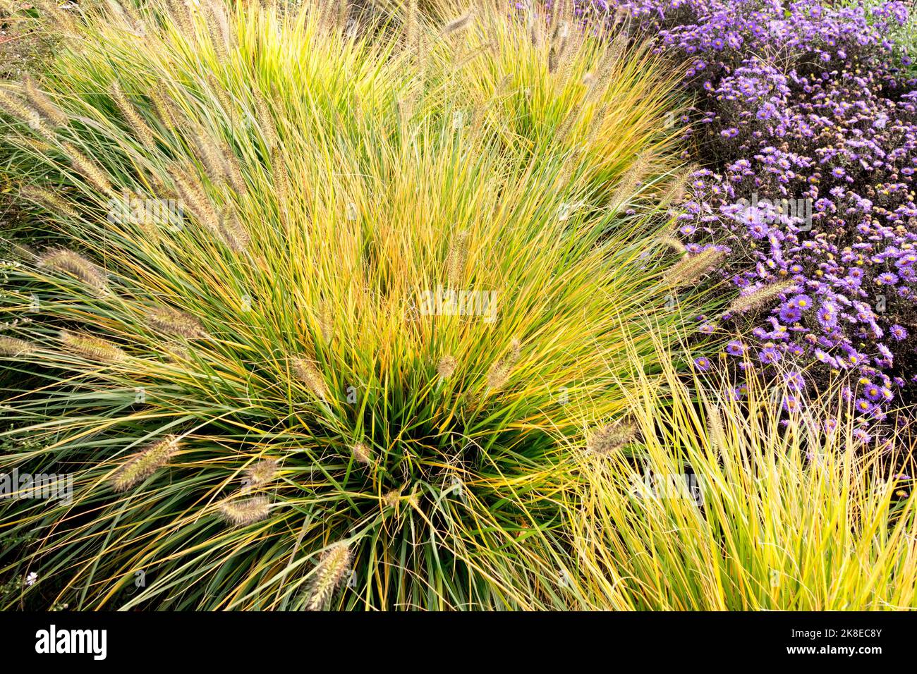 Autumnal Pennisetum alopecuroides autumn tufts of grasses turn to yellow Clumps of Fountain Grass Purple asters in the garden scene Ornamental grasses Stock Photo