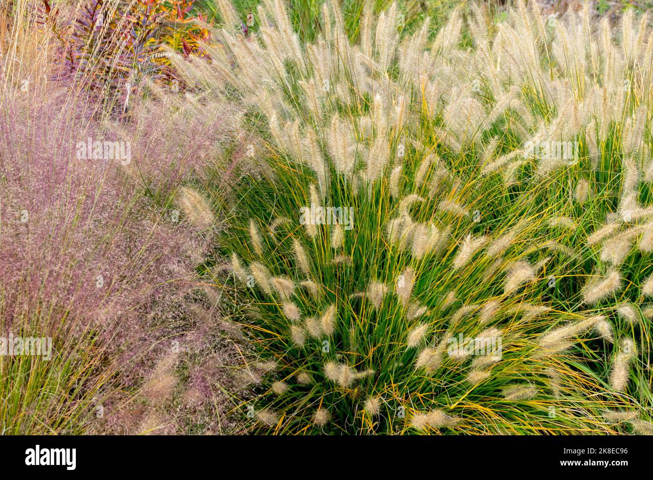 Ornamental grasses garden border Autumn, Muhly grass, Pennisetum alopecuroides 'Gelbstiel', Muhlenbergia capillaris Stock Photo