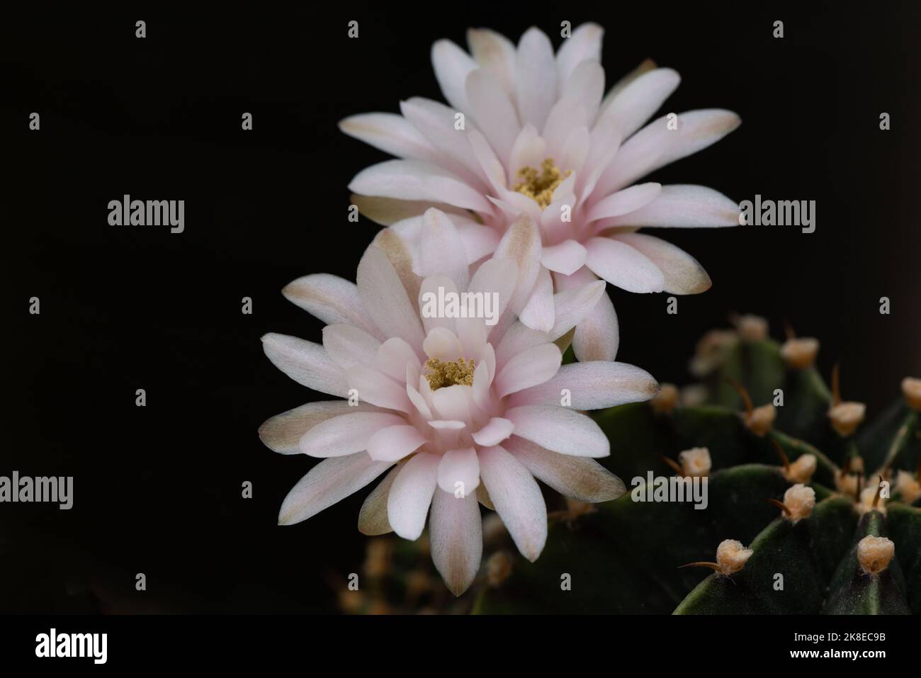 Close-up view of beautiful pink gymnocalycium baldianum cactus flower in flower pot. Stock Photo